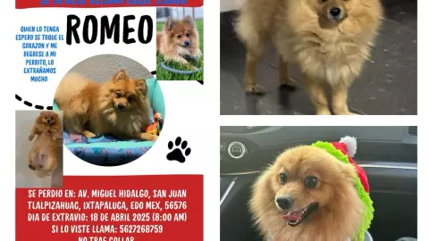 perros perdidos Romeo.jpeg