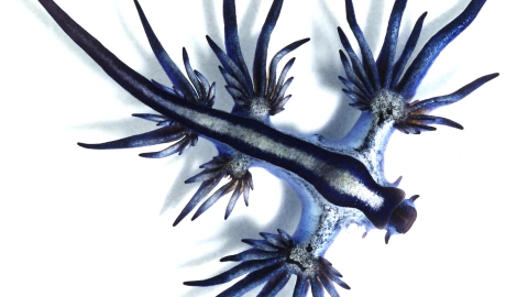 dragones azules, qué son, playa a.jpg