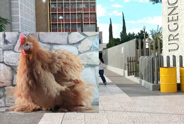 Influenza aviar H5N1 en México Primer caso se encuentra en Torreón.jpg