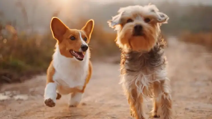 Día Mundial del Perro 2023_ Desde cuándo y por qué se celebra a los ‘peludos’ hoy 21 de julio