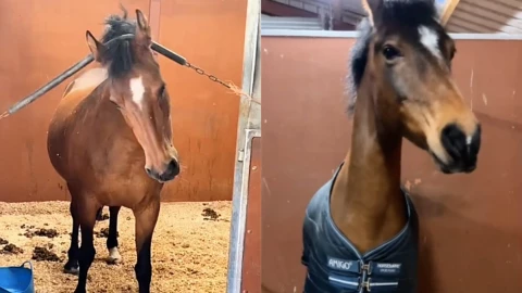 Caballo se vuelve viral en TikTok