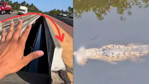 cocodrilo devora a menor