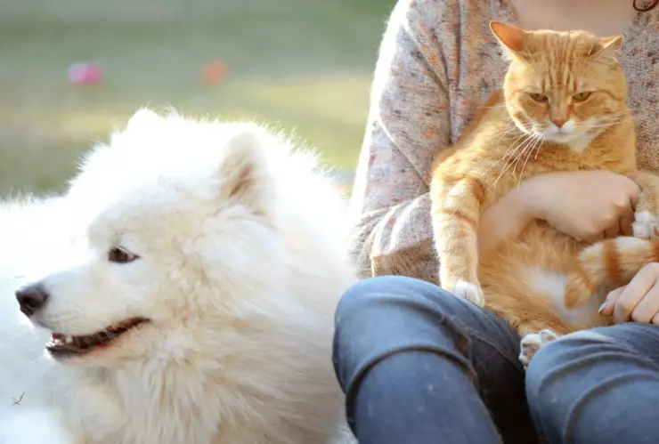 Habrá Can Fest en la CDMX