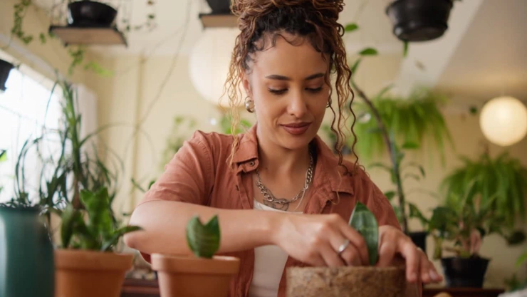 Plantas de interior casi indestructibles que mejoran la luz y el ambiente de tu departamento