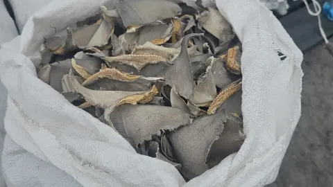 Decomisan aletas de tiburón en Baja California
