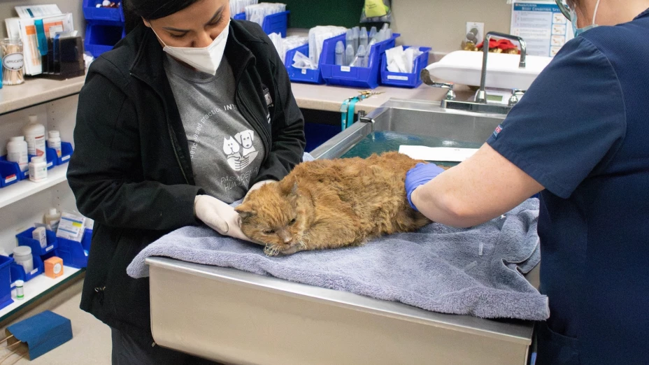 Gato rescatado incendios forestales California