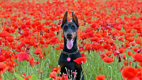 dobermanperrosinteligentesrazasdeperrosint-2284010.jpg