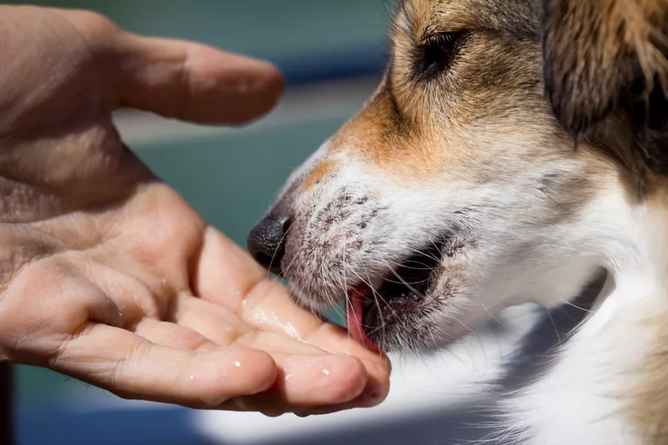 dog-licking-a-human-hand.jpeg