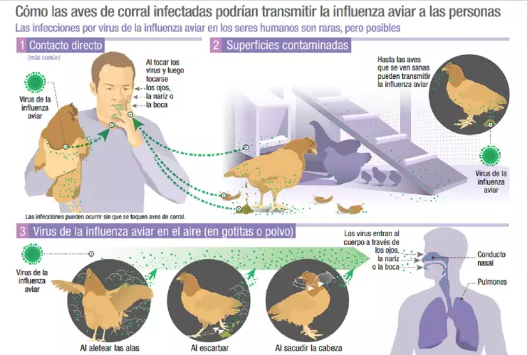 gripe-aviar.jpg