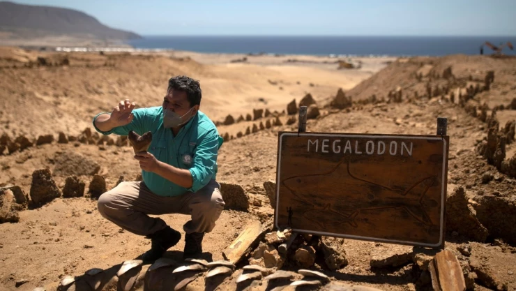 megalodón desierto de Atacama Chile