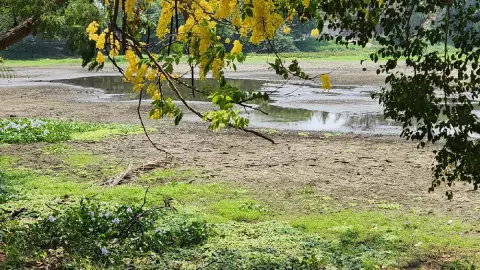 Con un poco de agua así luce la Laguna de Lagartos en Veracruz