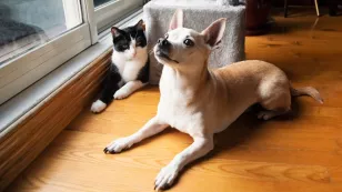  Gastos por tener una mascota 