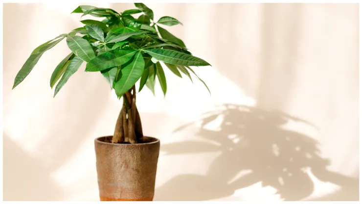 _Pachira aquatica