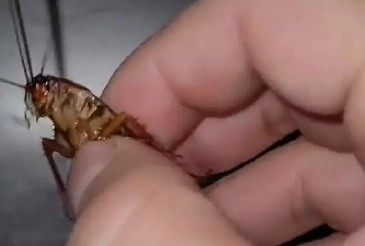 Baña a cucaracha y las redes lo acusan de maltrato animal