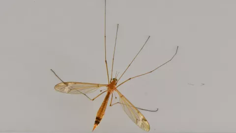 Moscas de las flores: ¿Cómo identificarlas y por qué aconsejan no matarlas?