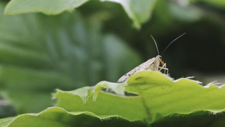 ¿Qué hacer si encuentras un alacrán con alas en tu casa?