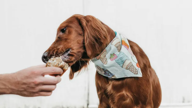 ¿Que no darle de comer a los perros?
