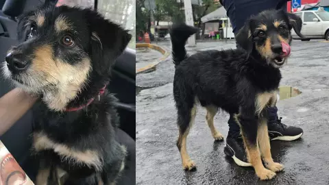 Blacky, perrito al que le robaron su cobija en CDMX