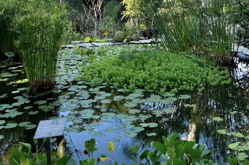 Jardín-Botánico-Acapulco-agua-limpia.jpg