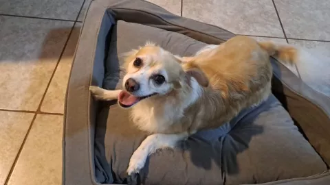 palabras_feliz_perro