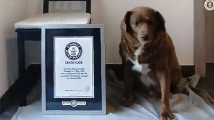 Bobbi perro más viejo del mundo