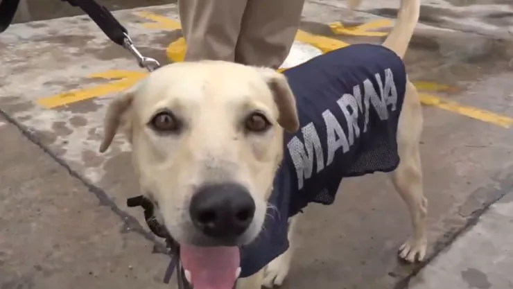 La Marina adopta a perrito rescatado en Tabasco