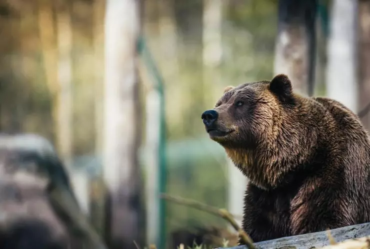 VIDEO: Así fue como un hombre espantó a un oso negro con un disfraz