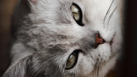 ¿Cuándo y qué poner en la ofrenda para mi mascota? Guía completa para el Día de Muertos
