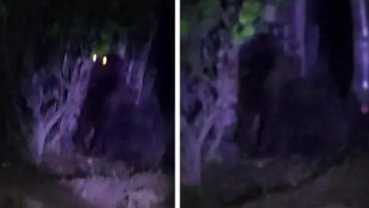 Gorila suelto en Villa de Tezontepec