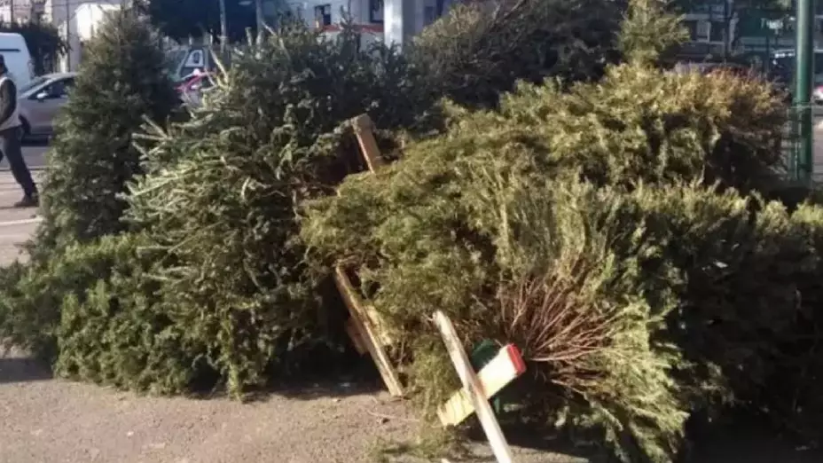 Centros de acopio para el árbol de Navidad en Cancún 2025_ ¿dónde depositar el arbolito_.jpg