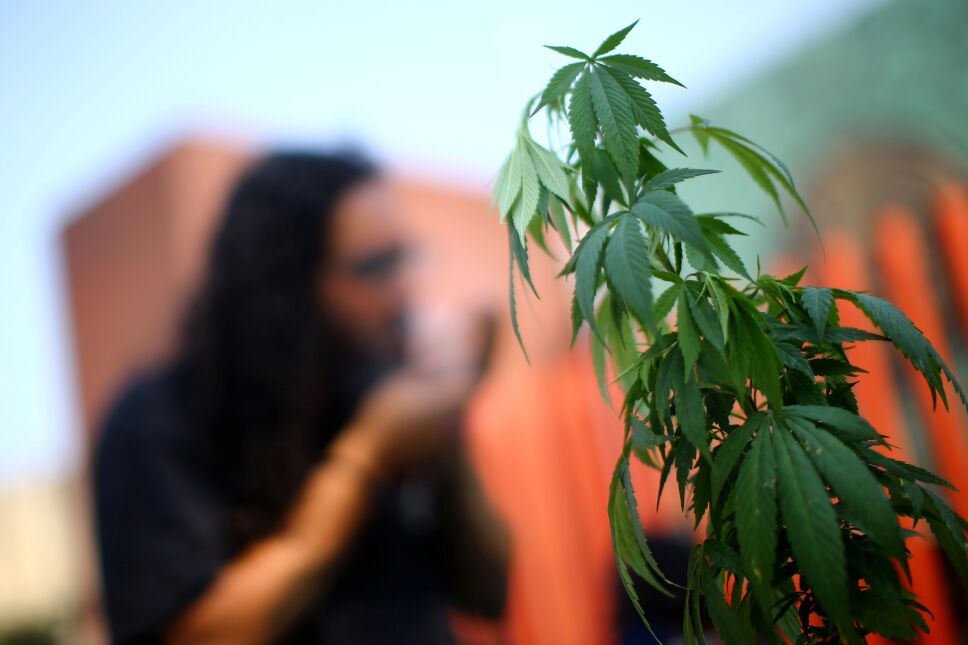 Senado alista discusión sobre regulación del uso lúdico de la cannabis