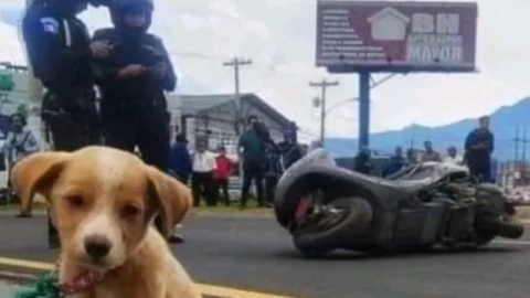 La dueña del perrito tenía 17 años