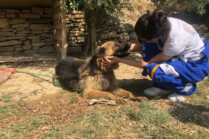 HAYTAP recoge a animales heridos por los incendios en Turquía