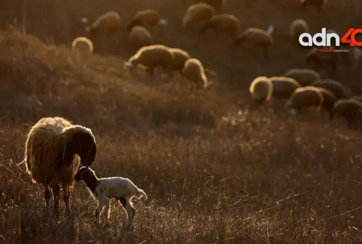 Ovejas caminan en círculos durante dos semanas, ¿a que se debe?