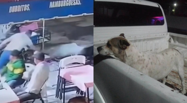 crueldad-animal-en-tanhuato-michoacan-fge-investiga-agresion-agua-hirviendo-dos-perritos