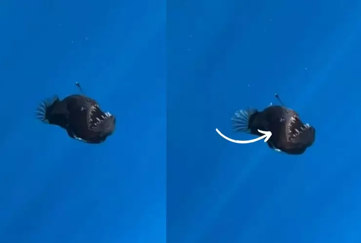 ¿Dónde fue visto el pez diablo negro en España este 2025 y a qué profundidad vive? (VIDEO)