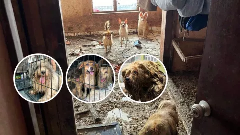 Rescatan perritos de una casa abandonada en Mazatlán
