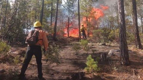 Incendio forestal en Bocoyna