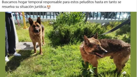 Perritos golpeados en Pachuca