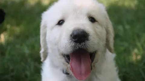 Labrador, uno de los perros más bonitos