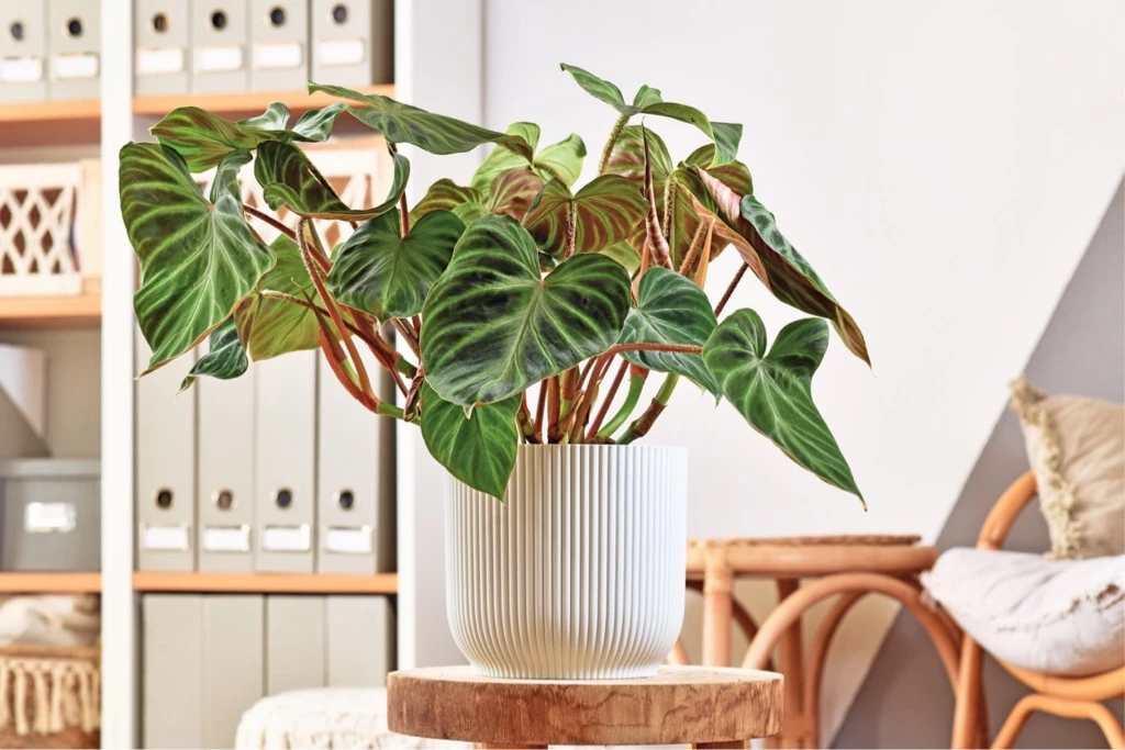 planta toxica filodendro