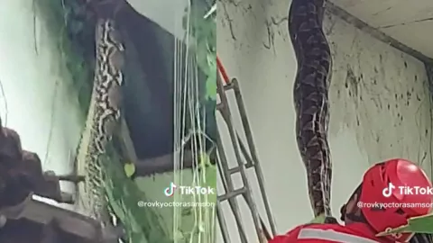 Se pasea una enorme víbora en el techo de una casa, ¿la atraparon?