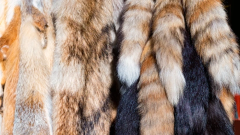 Close-up of fox tail souvenirs at oriental marketplace