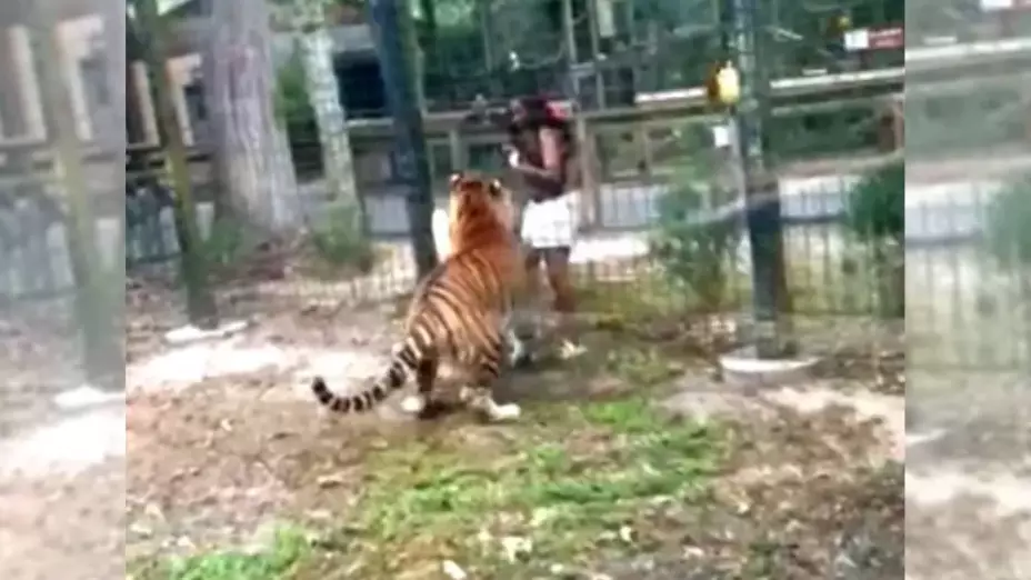 VIDEO_ ¡Por curiosa! Tigre casi le arranca la mano a una mujer en zoológico.jpg