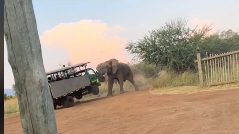 VIDEO_ ¡Impactante! Captan a elefanta levantando un autobús en pleno safari