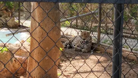 Parque Zoológico del Centenario de Mérida_ ¿Qué pasó con el árbol de 100 años que cayó en la jaula de los jaguares