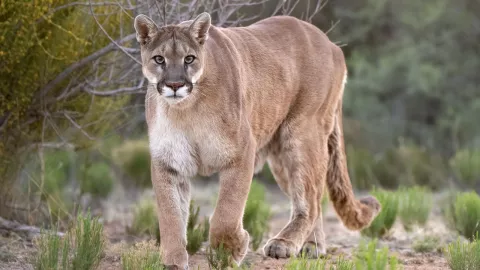 Un hombre luch&oacute; a muerte contra un Puma en Tamaulipas