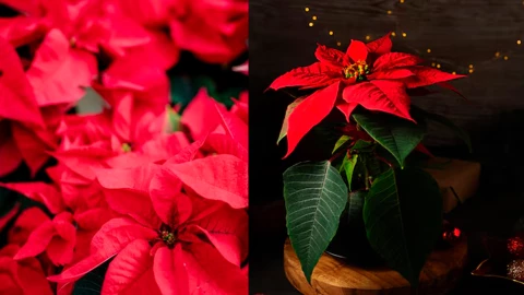 Flor de Nochebuena en Chiapas: origen, significado y cómo se usa en las fiestas decembrinas