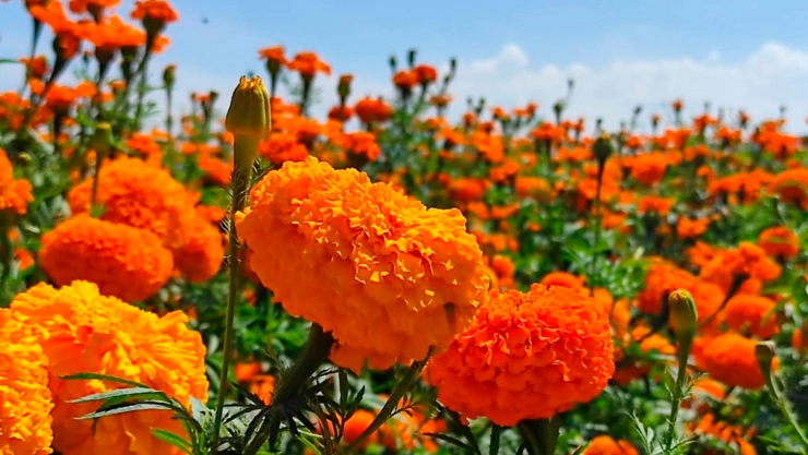 Flor de cempasúchil: leyenda, historia y su conexión con el Día de Muertos