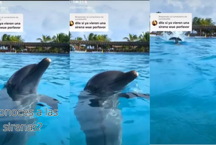 Video: Le preguntan a delfín sobre la existencia de sirenas y este lo confirma